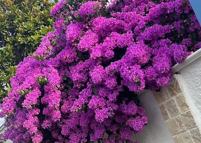 Bed & Breakfast Guajira Bari