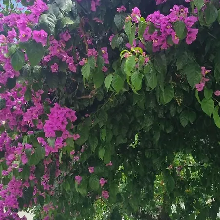 Guajira 4* Bari